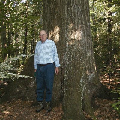 Northern Red Oak