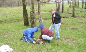 Planting More Trees