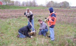 Planting a Conifer Tree