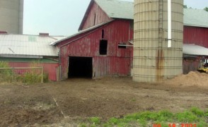 This Farm Raises All Heifers