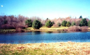 Here Wetland Species Can Thrive